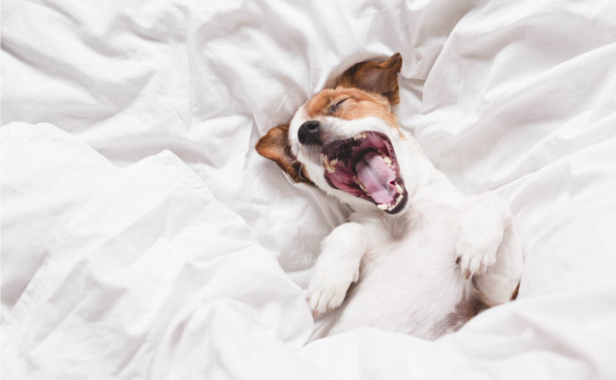 Dog Fun Facts – Does Dog Yawn When We Yawn?